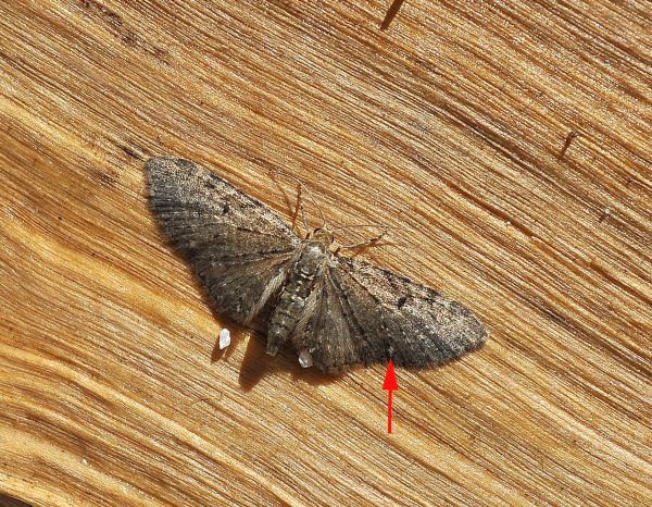 Aiuto id geometridae - Eupithecia cfr. abbreviata